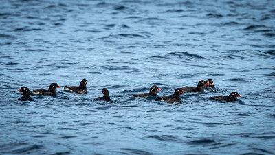 Crested Auklets