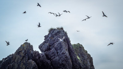 Cormorants and Other Sea Birds
