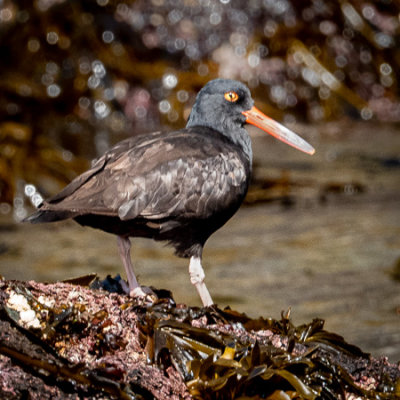 Oystercatcher
