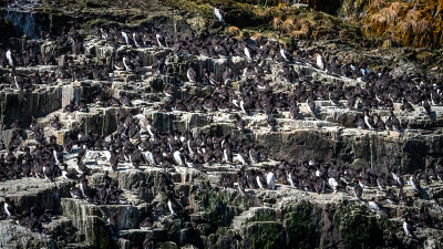 Many Common Murres