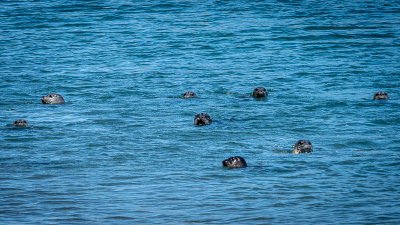 Sea Lions