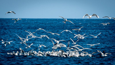 Another Feeding Frenzy
