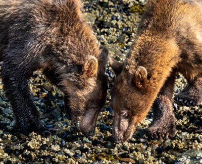 Brown Bears