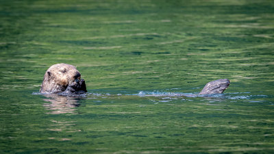 Sea Otter with a Clam
