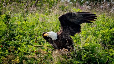 Bald Eagle
