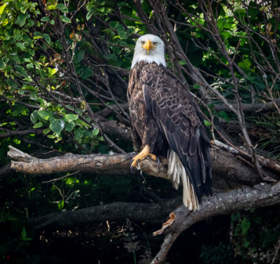 Bald Eagle