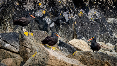 Oystercatchers