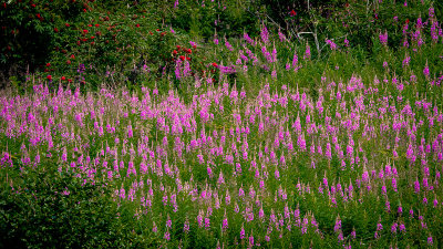 Fireweed