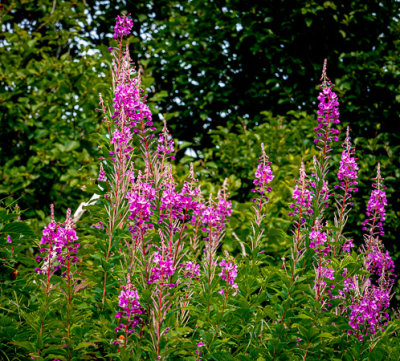 Fireweed