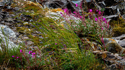 Vegetation on the Mountain Side