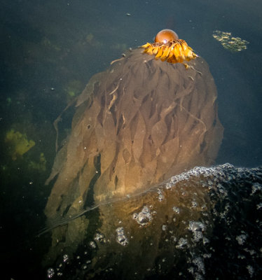 A Kelp Bulb