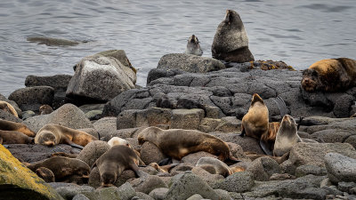 Northern Fur Seal Colony