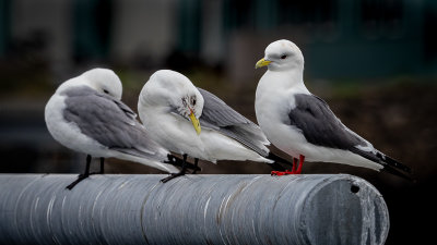 3 Kittiwakes