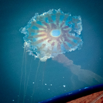 A Jelly Floats By