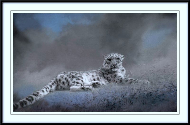 Snow Leopard....