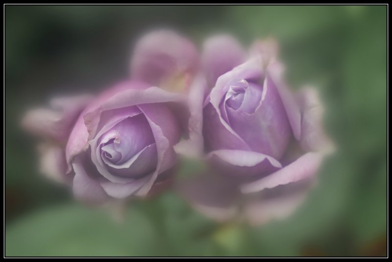 My Lilac Roses...