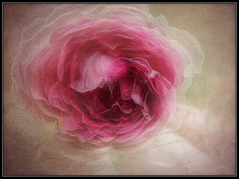 Abstract Rose...