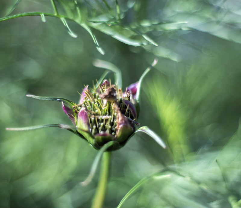 Cosmos seedhead...