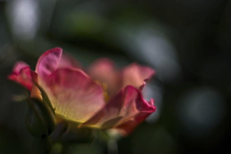 Sunrise Rose...