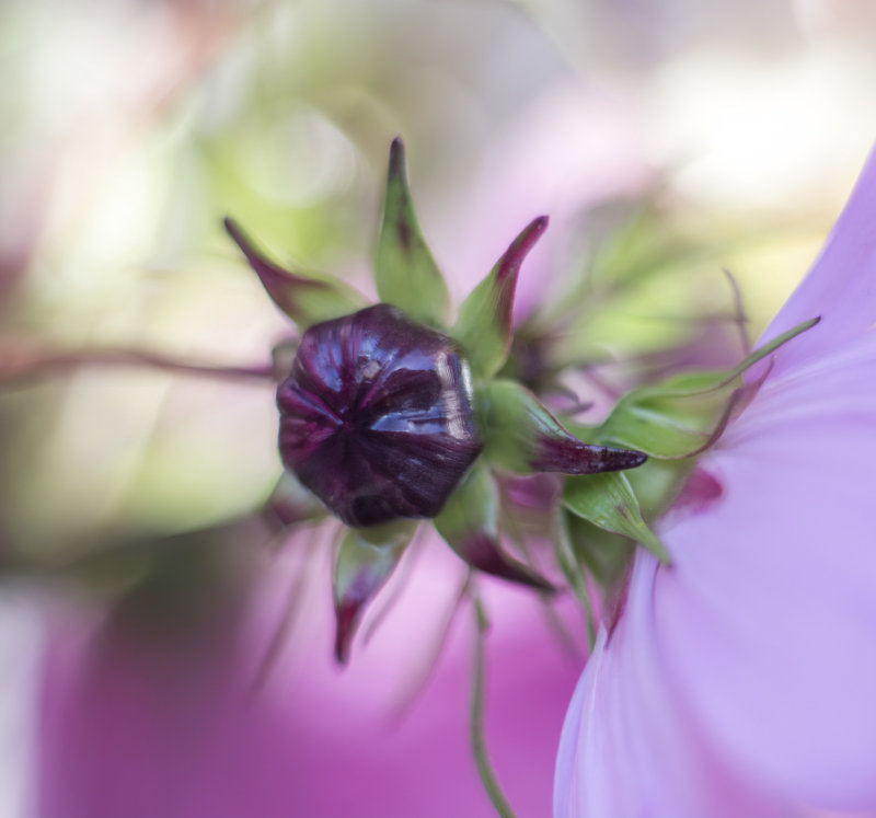 Cosmos bud...
