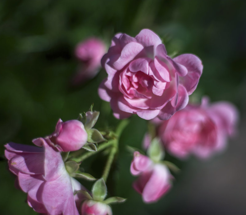 The fairy rose...