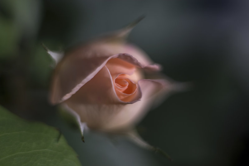 Dreamy rose...