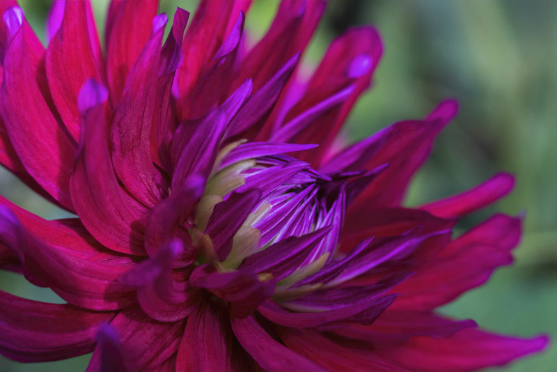 Dahlia...