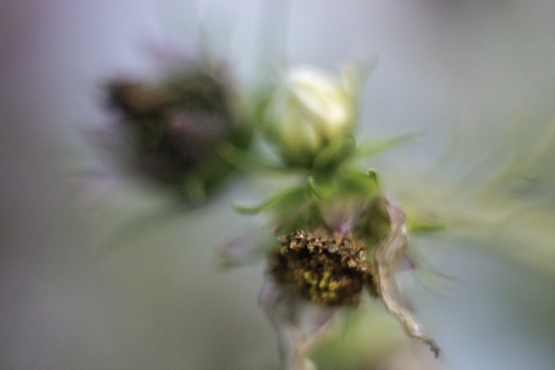 Cosmos seedheads...