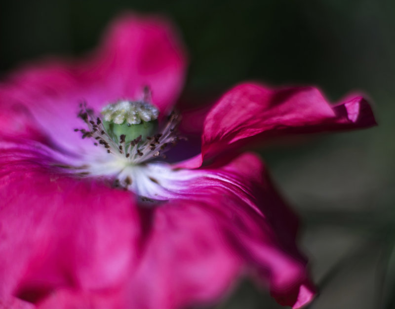 Poppy....