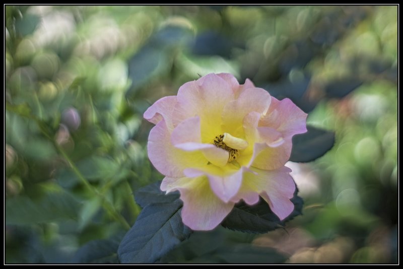 Morning Blush Rose...
