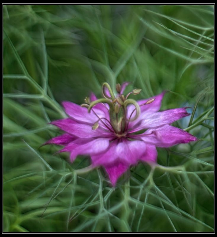 Love In A Mist...