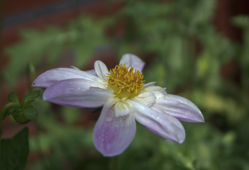 Dahlia...