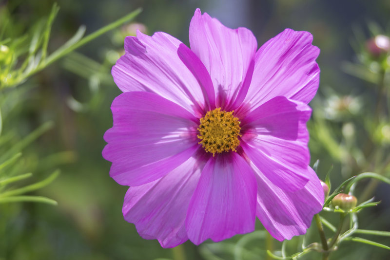 Cosmos...