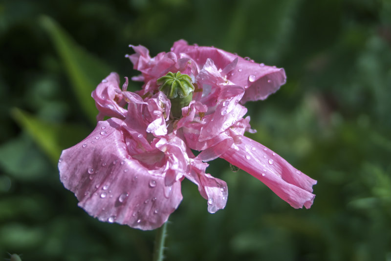 Poppy...
