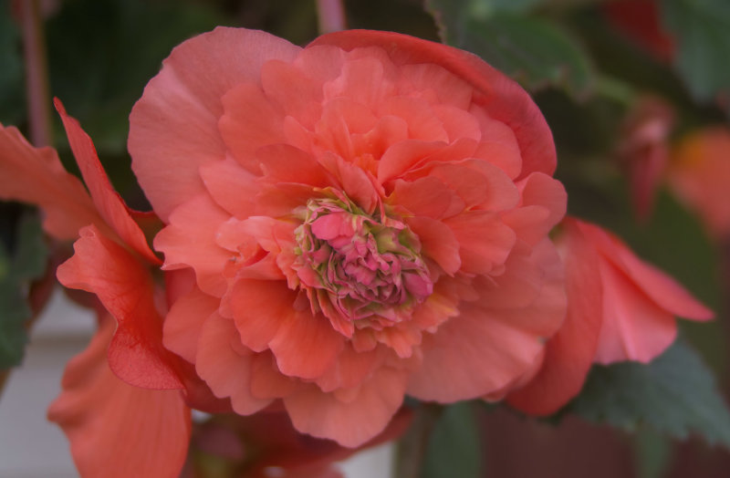 Begonia...