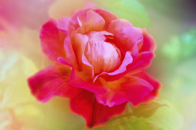 Garden Rose...