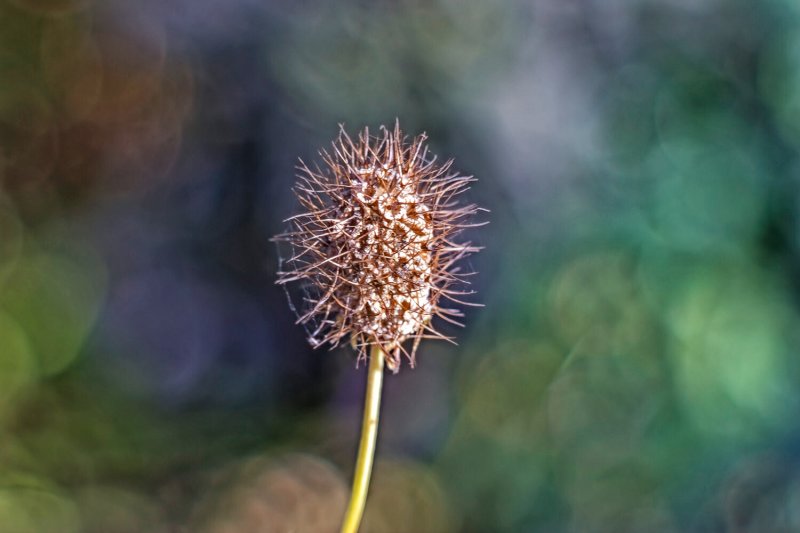 Scabacious seed head...