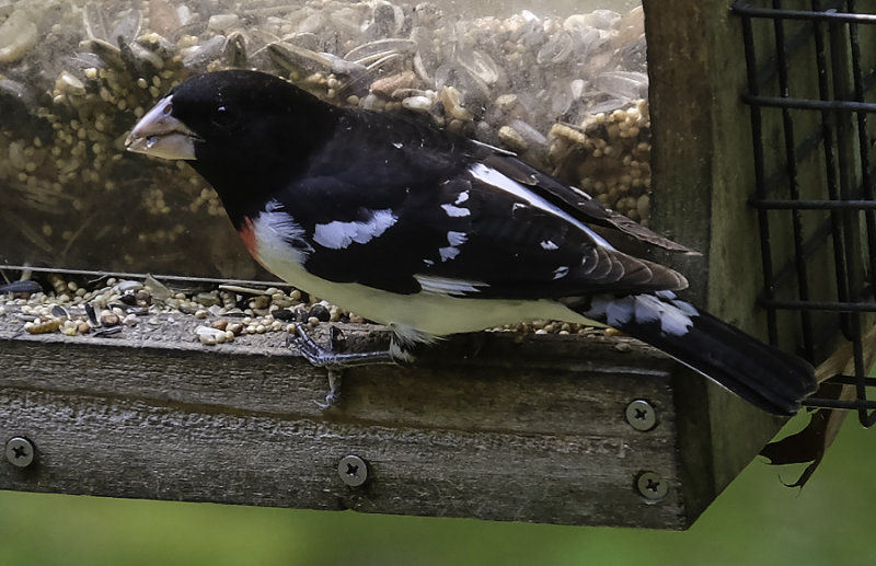 Rose-Breasted Grosbeak