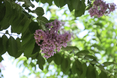 Crepe Myrtle