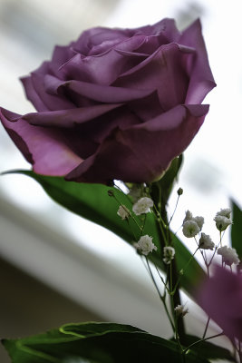 Roses Are.... Purple