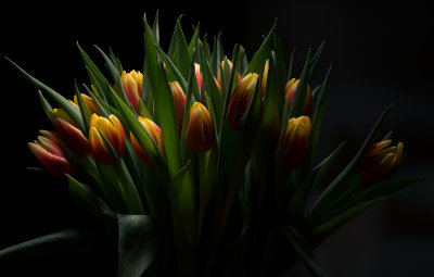 Tulips_stacked1C.jpg
