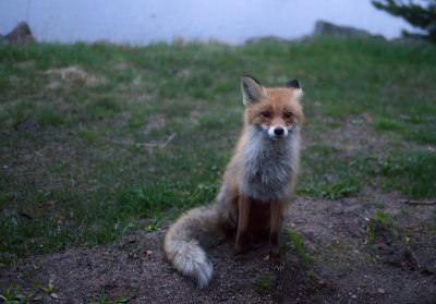 Fox5.jpg
