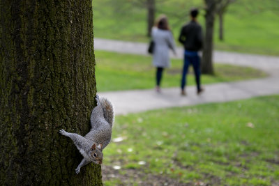 Squirrel in Greenwich Park, London