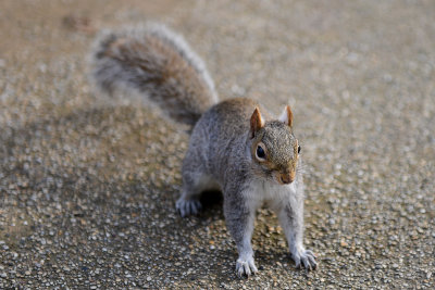 Squirrel in Greenwich Park, London