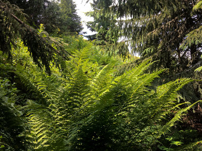 Breaking through the steep forest on the NW slopes of Kominiarski Peak at around 1500m, Tatra NP