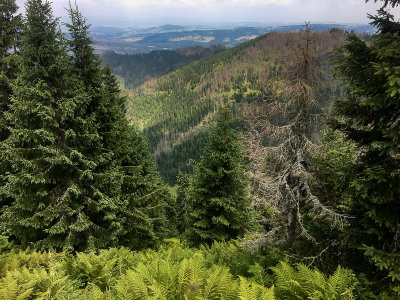 Breaking through the steep forest on the NW slopes of Kominiarski Peak at around 1450m, Tatra NP