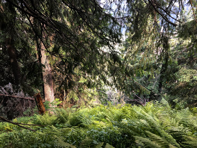 Breaking through the steep forest on the NW slopes of Kominiarski Peak at around 1400m, Tatra NP