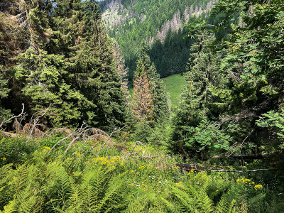 Breaking through the steep forest on the NW slopes of Kominiarski Peak at around 1300m, in the bottom Dudowa Valley, Tatra NP