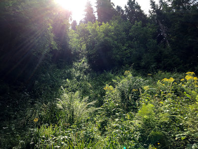 Breaking through the steep forest on the NW slopes of Kominiarski Peak at around 1300m, Tatra NP