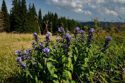 Jaworzyna Glade, Tatra NP